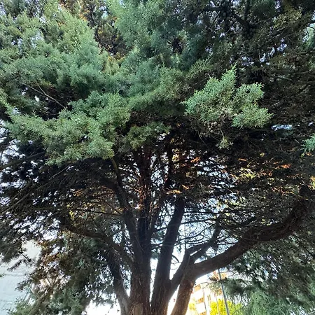 Pical Garden * Porec